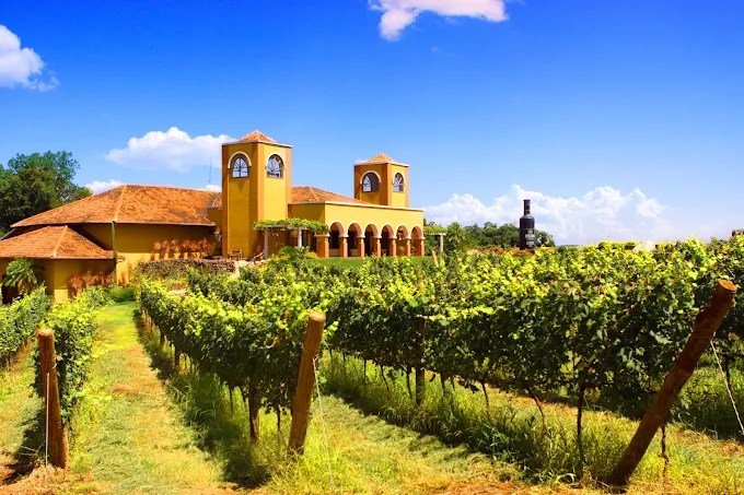 Vinícola Dezem em Toledo